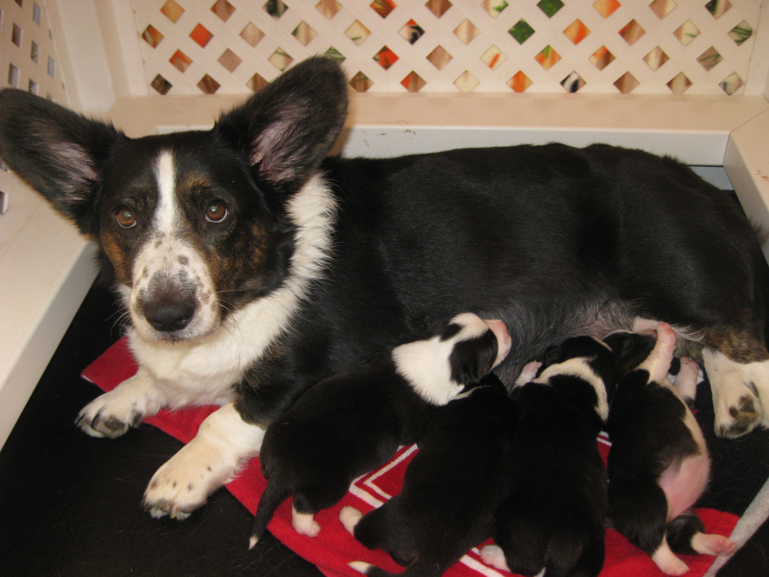 Alley and pups