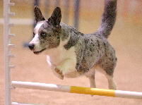Dixie jump0207