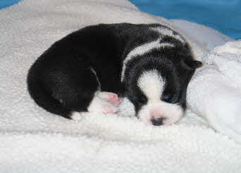 Dixiepups wk2d