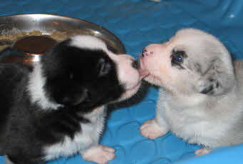 Dixiepups wk3e