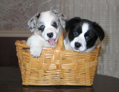 Dixiepups wk7a03