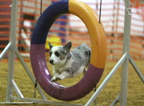 Laceytire