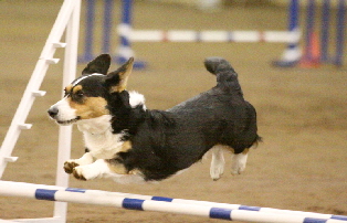 Zoejumps